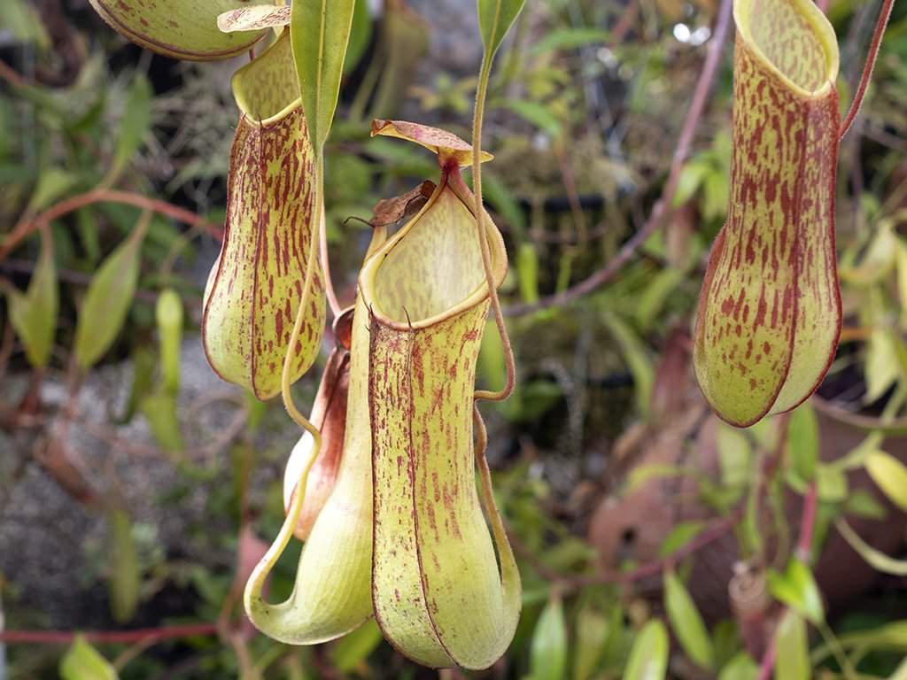 pitcher Asian plant nepenthes