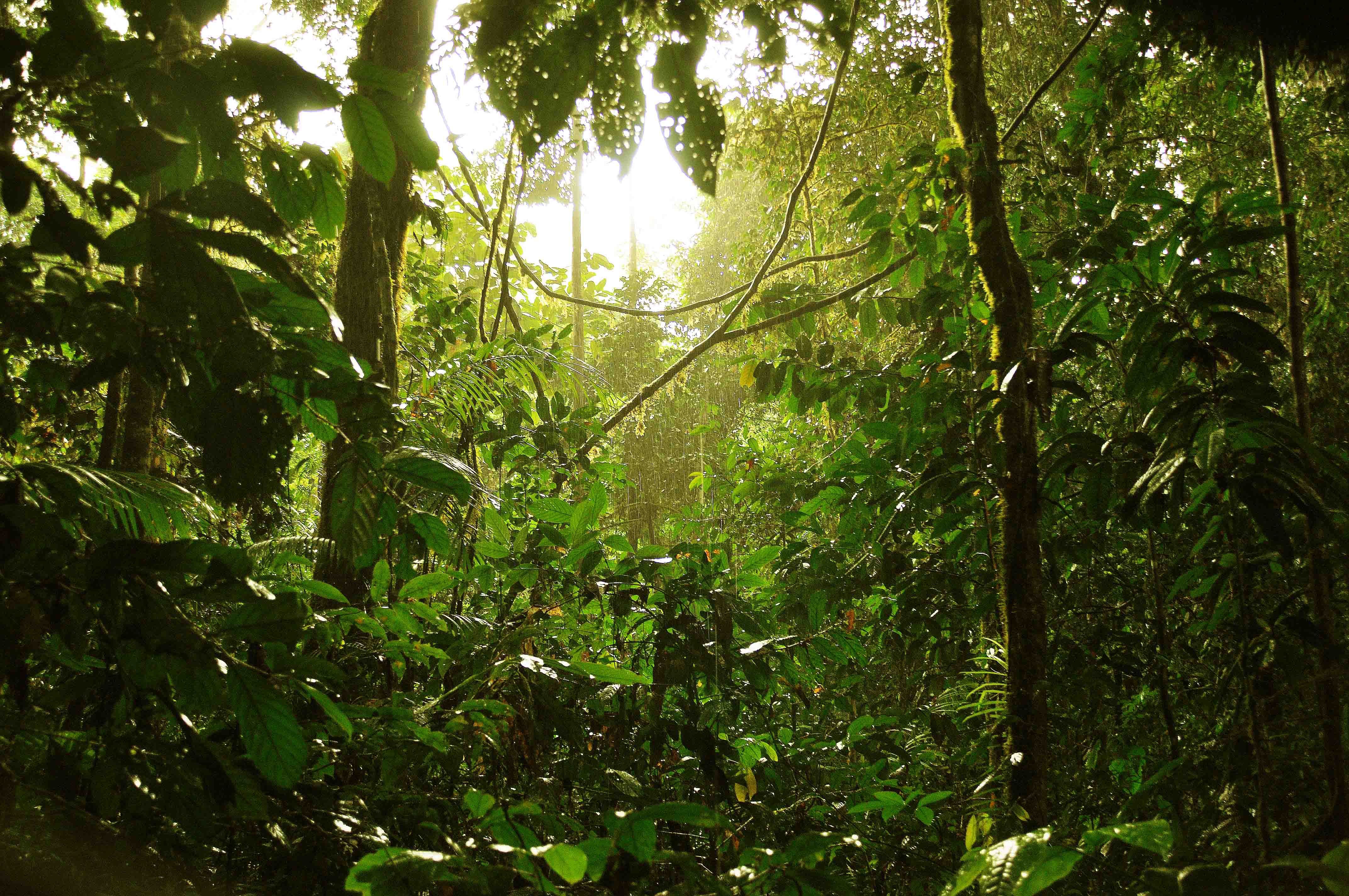 The southeast asian rainforests