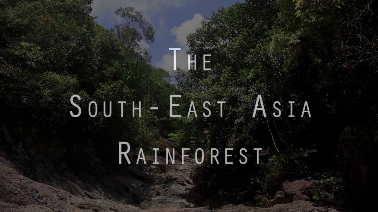 asian rainforest southeast The
