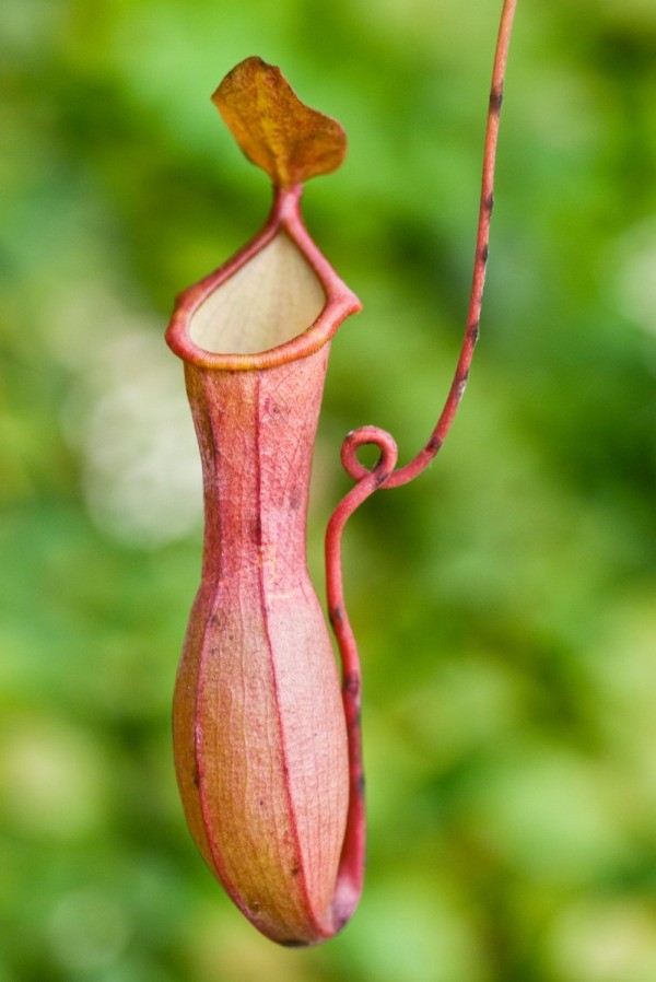 Asian nepenthes pitcher plant