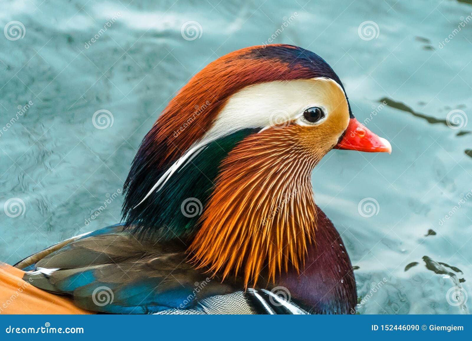 species duck Asian reddy