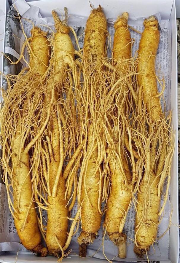 ginseng asian What root is