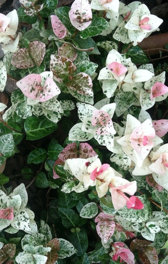 asian Pink jasmine variegated