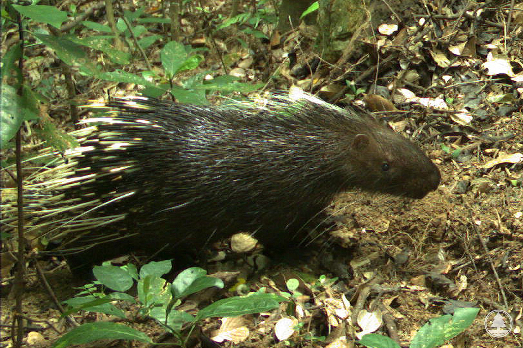 mammal ursine South asian east