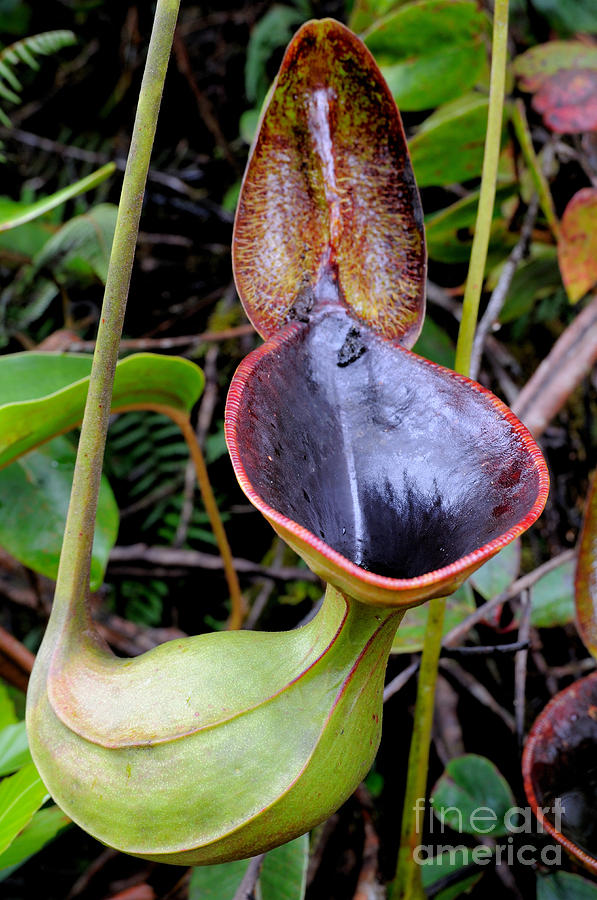 pitcher Asian plant nepenthes