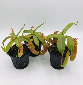 pitcher Asian plant nepenthes