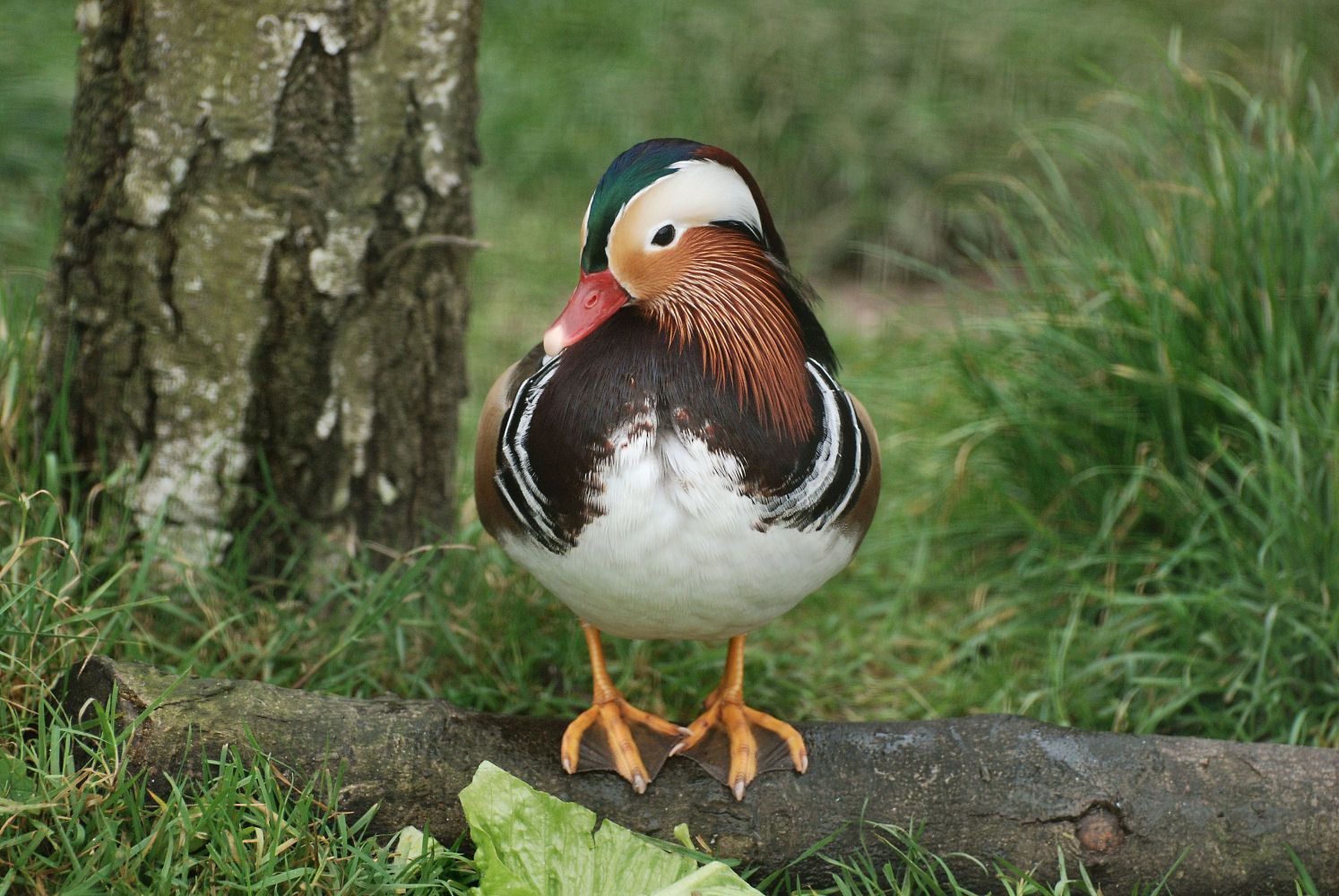 species duck Asian reddy