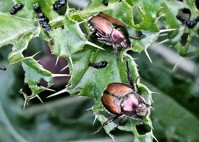 bugs forest Northeast deciduous asian